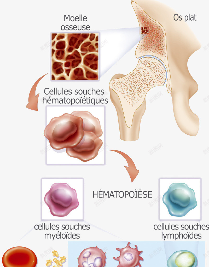 生物医学插图png免抠素材_新图网 https://ixintu.com 人体 干细胞 有丝分裂 骨骼