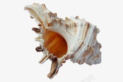 哨形海贝壳素材