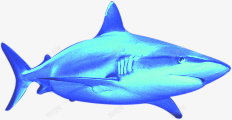 鲨鱼之新品促销海报png免抠素材_新图网 https://ixintu.com 促销 新品 海报 鲨鱼 鲨鱼头像