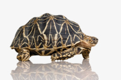 大鳄龟最古老的爬行动物鳄龟实物高清图片