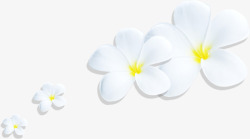 白色花瓣花朵七夕高清图片
