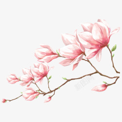 春天浪漫春天粉色花朵高清图片