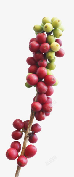 一串红色和绿色咖啡果实物素材