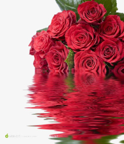 玫瑰花素材
