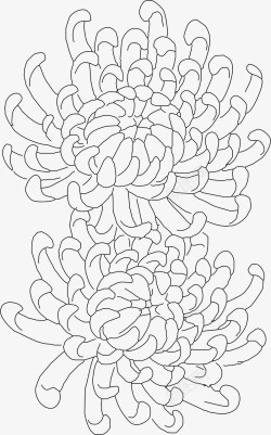 无色线两朵菊花线稿矢量图高清图片