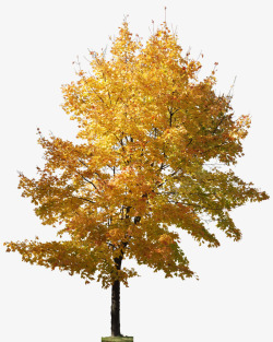 黄色叶子树木植物素材