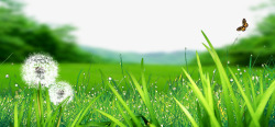缁胯壊娓愬彉清新绿色草地高清图片