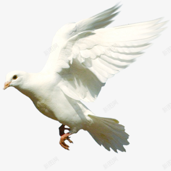 白色展翅鸽子png免抠素材_新图网 https://ixintu.com 动物 展翅 白鸽 装饰 飞行