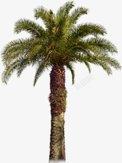 立面树木棕榈树植物素材
