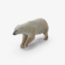 极性北极绒熊高清图片