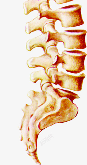 脊柱全貌医疗人体png免抠素材_新图网 https://ixintu.com 人体 全貌 医疗 脊柱