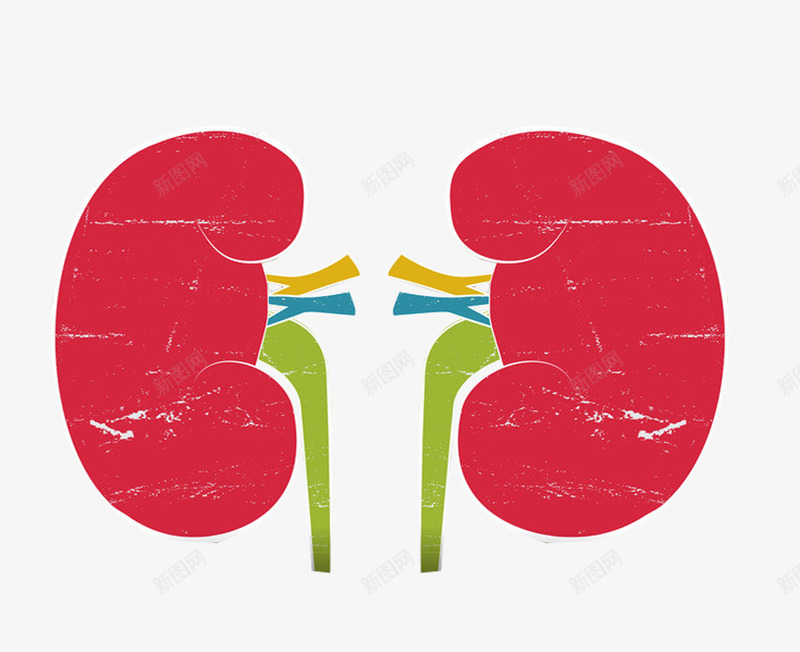 人体双肾图png免抠素材_新图网 https://ixintu.com 医学研究 医疗插图 双肾 肾