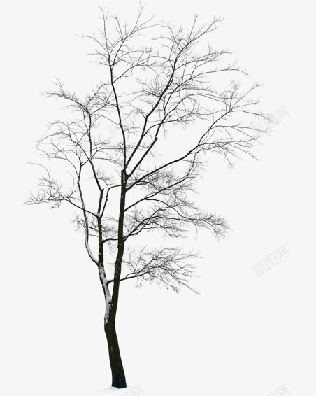 合成效果冬天的树木png免抠素材_新图网 https://ixintu.com 冬天 合成 效果 树木