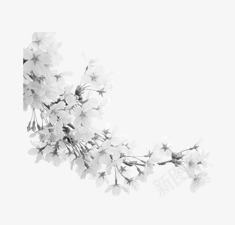 中国风白色樱花花朵png免抠素材_新图网 https://ixintu.com 中国风 樱花 白色 花朵