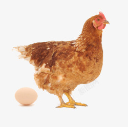 可以下蛋的鸡下蛋高清图片