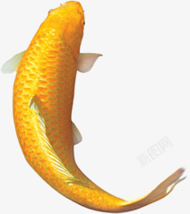 黄色鲤鱼鲤鱼黄色游动高清图片