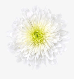一朵菊花一朵盛开的白色菊花高清图片
