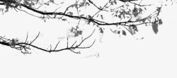 黑白树枝植物高清图片