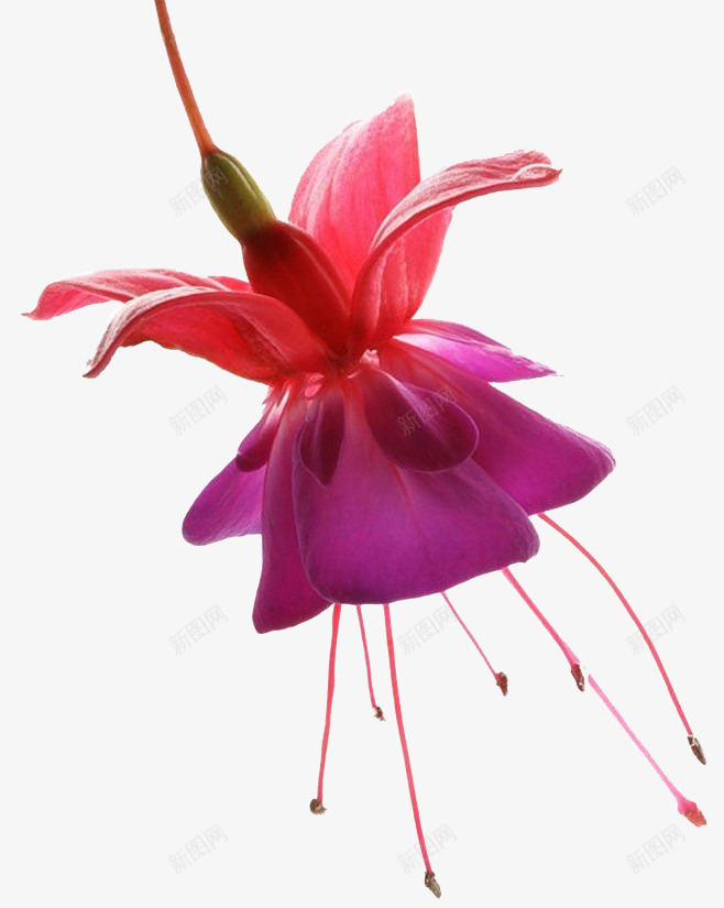 红色花朵植物花卉透明背景png免抠素材_新图网 https://ixintu.com 植物花卉 红花 花朵