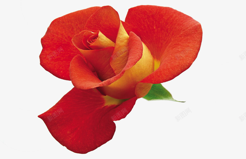 写实风格橘红色花朵png免抠素材_新图网 https://ixintu.com 写实 橘红色 花朵 风格