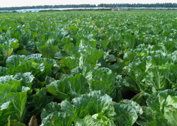 蔬菜生产大白菜菜园高清图片