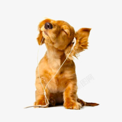 狗耳听音乐的宠物狗高清图片