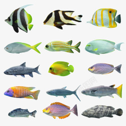 漂亮的鳐鱼热带鱼高清图片