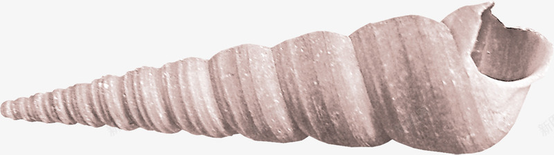 漂浮装饰海螺贝壳png免抠素材_新图网 https://ixintu.com 旋螺 海生物 海螺 海螺壳 箭头螺 贝壳