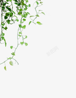 手绘藤条绿色藤蔓高清图片