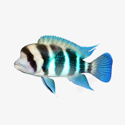 热带观赏鱼布隆迪六间鱼高清图片