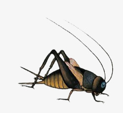 蛐蛐蟋蟀昆虫高清图片