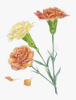 康乃馨花瓣黄色和橙色康乃馨插画高清图片