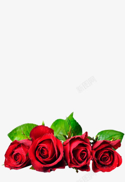 玫瑰红玫瑰情人节送爱人素材