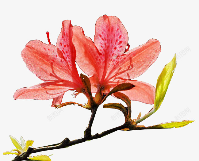 红色杜鹃花png免抠素材_新图网 https://ixintu.com 卡通杜鹃花 植物 红色 花卉 花朵