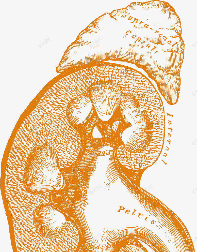 人体的卡通黄色器官png免抠素材_新图网 https://ixintu.com 医药 器官 生物医药 生物医药产业 生物医药展板 生物医药广告 生物医药整容