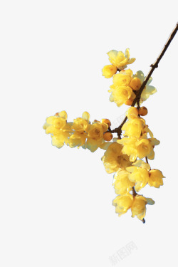 黄色枝桠手绘花卉花枝高清图片