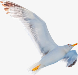 飞翔海鸟自由飞翔的海鸥摄影高清图片