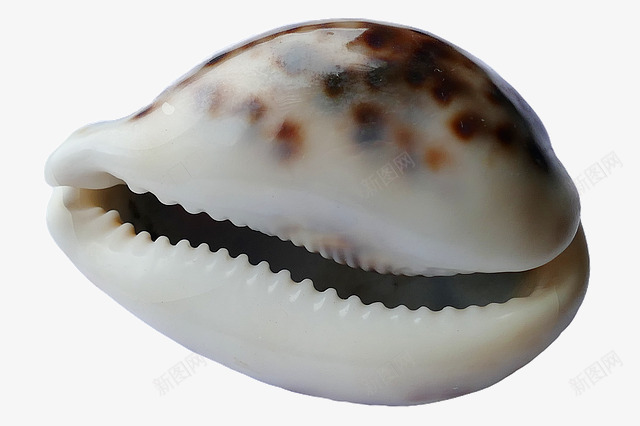 一个漂亮扇形贝壳png免抠素材_新图网 https://ixintu.com 海洋生物 海滩 海贝壳 贝壳
