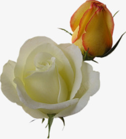 彩色淡雅花朵玫瑰素材