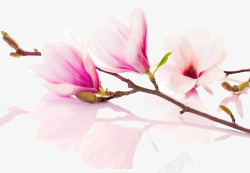 粉红樱花花枝装饰素材