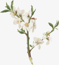 白花树枝精美的白色花朵树枝矢量图高清图片