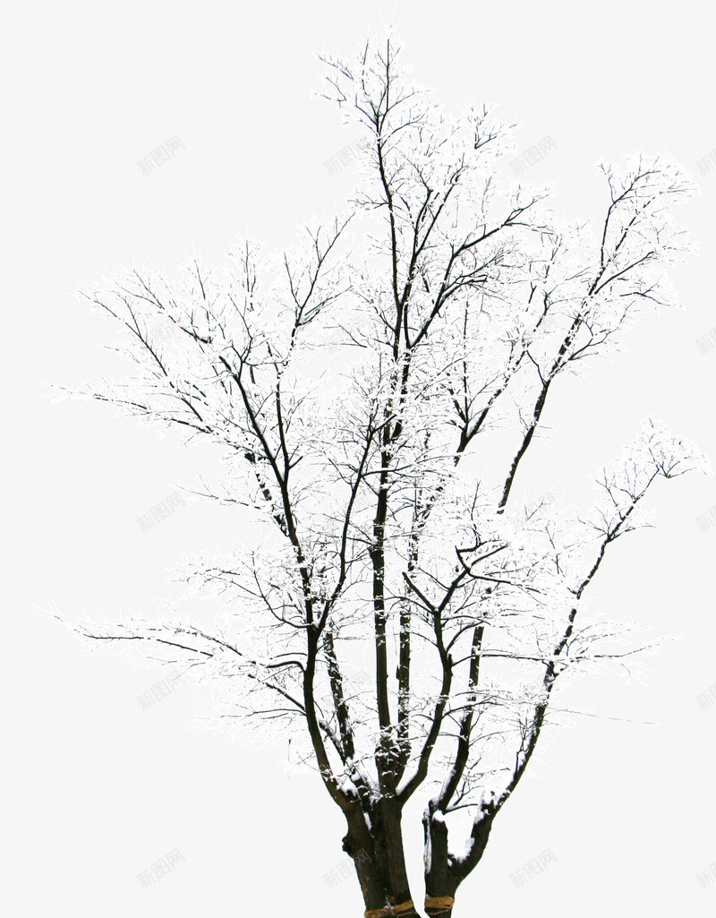 冬季树枝个人主页png免抠素材_新图网 https://ixintu.com 个人 主页 冬季 树枝