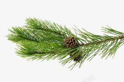 长方形针扣圣诞节装饰松果松针松树枝高清图片