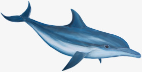 蓝色流畅线条海豚png免抠素材_新图网 https://ixintu.com 流畅 海豚 素材 线条 蓝色