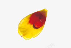 地上的绿色植物图片黄色花瓣高清图片