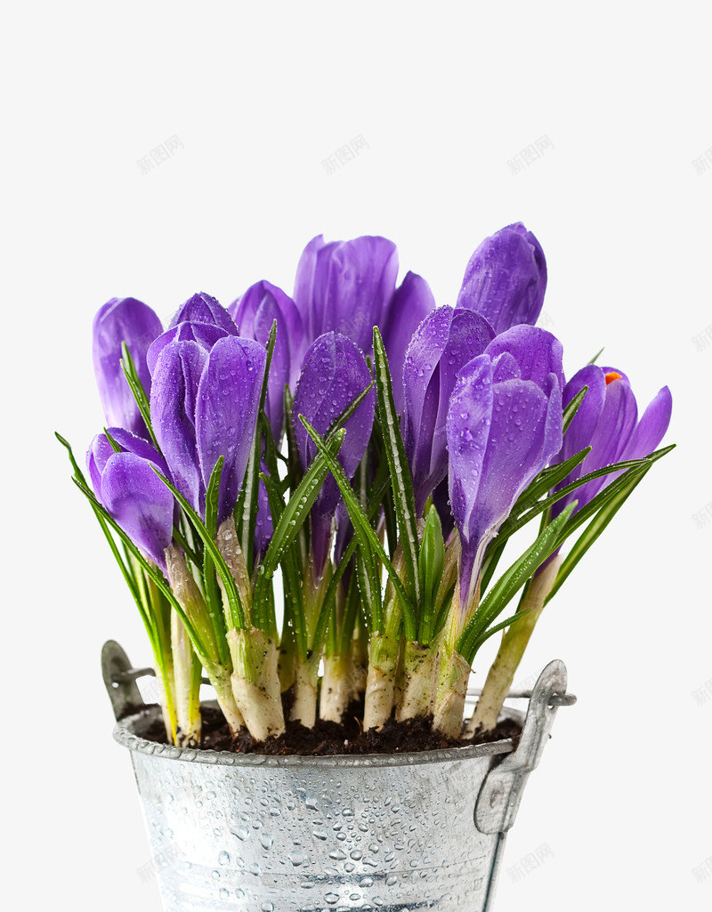 美丽的紫色郁金香花朵psd免抠素材_新图网 https://ixintu.com 植物 盆栽 紫色郁金香 美丽的 花卉 花朵 花盆