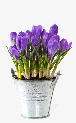 美丽的花盆美丽的紫色郁金香花朵高清图片