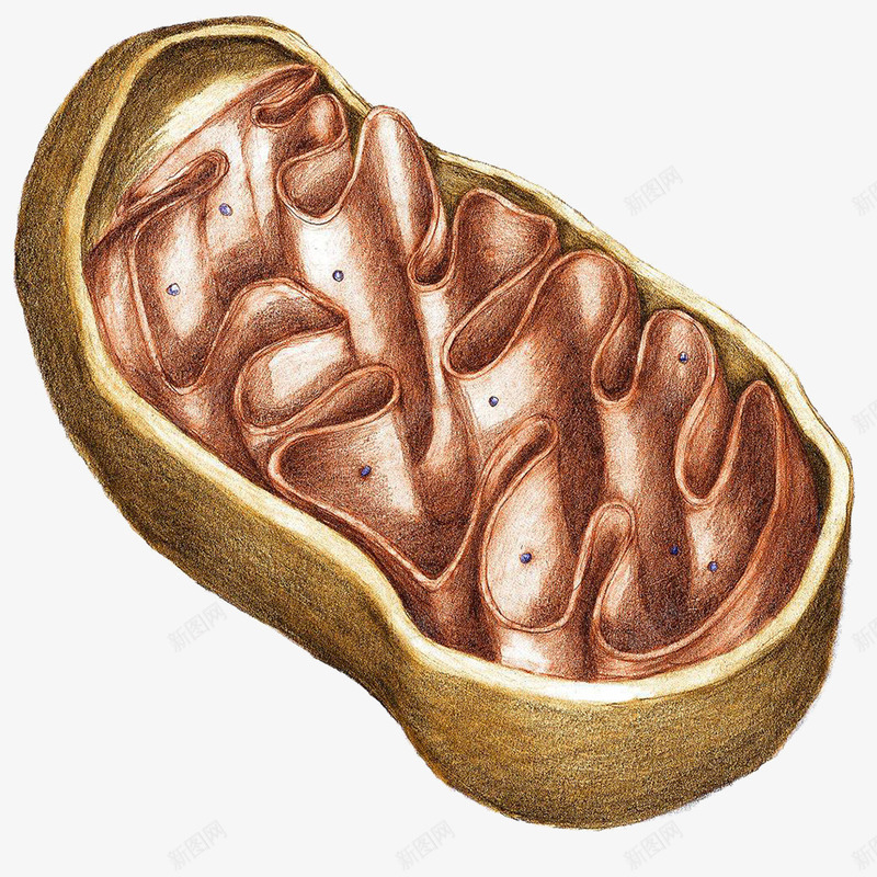 手绘线粒体png免抠素材_新图网 https://ixintu.com 手绘 生物科技 线粒体 线粒体剖面图 线粒体构造 线粒体结构图 高尔基体