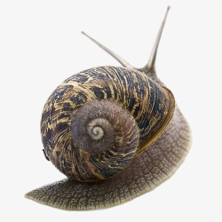 褐色动物蜗牛高清图片