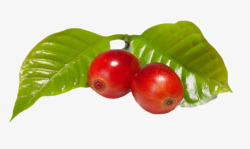 两个红色成熟反光的咖啡果实物素材
